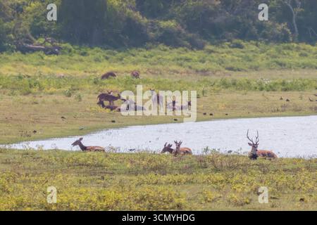 Sri Lanka - Yala - Chital Deer (Achsenachse) - Herde in der Nähe von Wasser, die auf offenem Grasland ruht Stockfoto