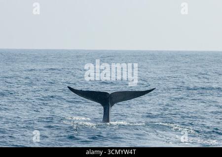 Sri Lanka - Mirissa - Blauwal (Balaenoptera musculus) - Walschwanz aus dem Ozean Stockfoto