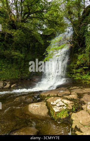 Wasserfall über moosige Felsen in einem üppig grünen Wald in Wales, Großbritannien Stockfoto