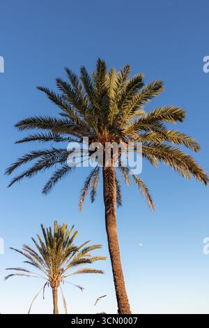 Fuengirola, Malaga, Andalusien, Spanien. 3. September 2025. Palmen gegen den Himmel Stockfoto