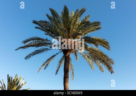 Fuengirola, Malaga, Andalusien, Spanien. 3. September 2025. Palmen gegen den Himmel Stockfoto