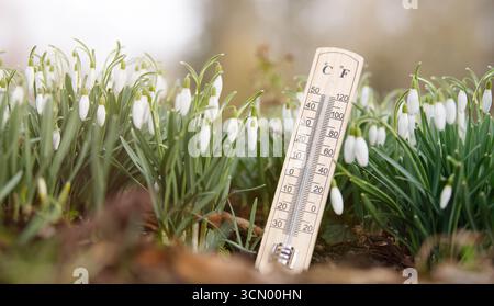 Thermometer With Snowdrop Flowers On A Meadow, Sunny Day In Winter, Measure The Temperature, Weather Forecast Stockfoto