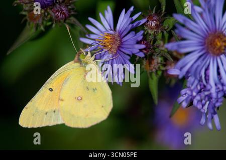 Trübung von Schwefel, die von einer Wildblume der New England Aster stammt Stockfoto