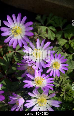 Lila/rosa Anemone Blanda „Charmer“ (Winterwindblume) auf der RHS Garden Harlow Carr, Harrogate, England, Großbritannien. Stockfoto