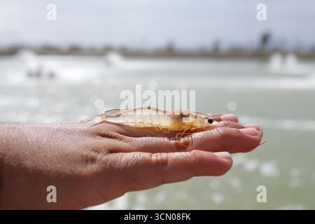 Weiße Garnelen, Litopenaeus vannamei, mit einem Hintergrund eines Anbauteichs Stockfoto