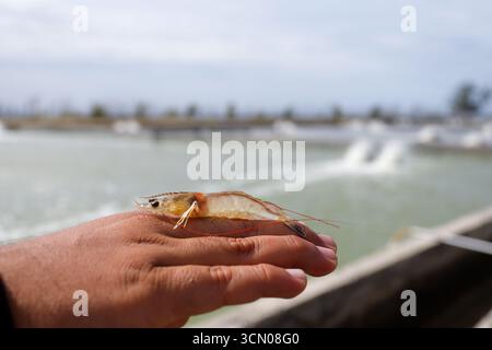 Weiße Garnelen, Litopenaeus vannamei, mit einem Hintergrund eines Anbauteichs Stockfoto