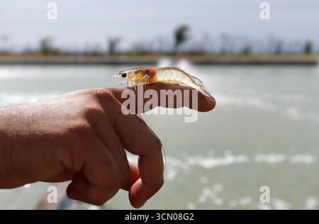 Weiße Garnelen, Litopenaeus vannamei, mit einem Hintergrund eines Anbauteichs Stockfoto