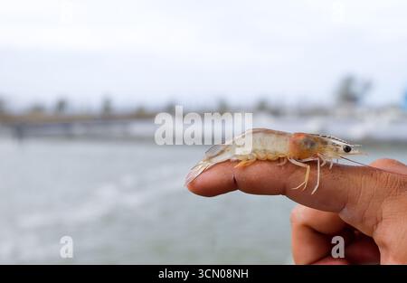 Weiße Garnelen, Litopenaeus vannamei, mit einem Hintergrund eines Anbauteichs Stockfoto