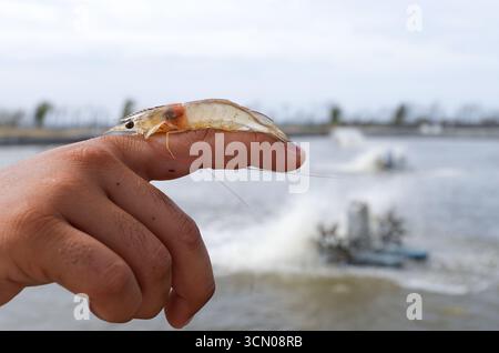 Weiße Garnelen, Litopenaeus vannamei, mit einem Hintergrund eines Anbauteichs Stockfoto