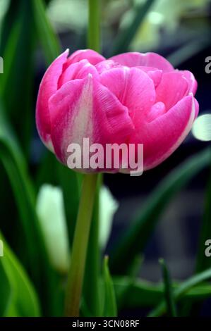 Single Pink Tulipa „Vogue“ (Pretty-in-Pink) Double Late Tulip on Display in the Borders im RHS Garden Harlow Carr, Harrogate, England, Großbritannien. Stockfoto
