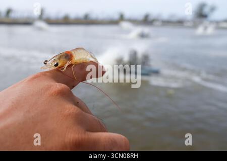 Weiße Garnelen, Litopenaeus vannamei, mit einem Hintergrund eines Anbauteichs Stockfoto