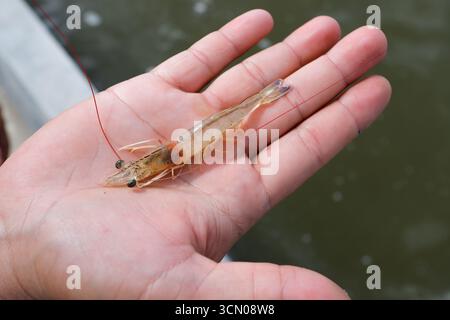 Weiße Garnelen, Litopenaeus vannamei, mit einem Hintergrund eines Anbauteichs Stockfoto