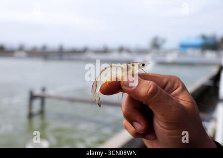 Weiße Garnelen, Litopenaeus vannamei, mit einem Hintergrund eines Anbauteichs Stockfoto