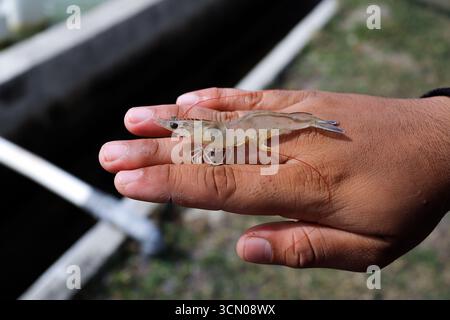 Weiße Garnelen, Litopenaeus vannamei, mit einem Hintergrund eines Anbauteichs Stockfoto