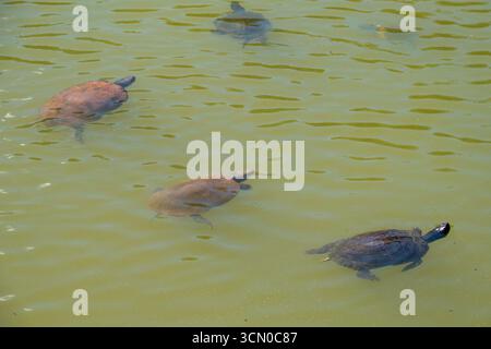 Wilde schwimmende Schildkröten im Schildkrötenteich in der Nähe von Schloss Belvedere, von einem Aussichtspier aus gesehen, 2025, NYC, Central Park, USA Stockfoto