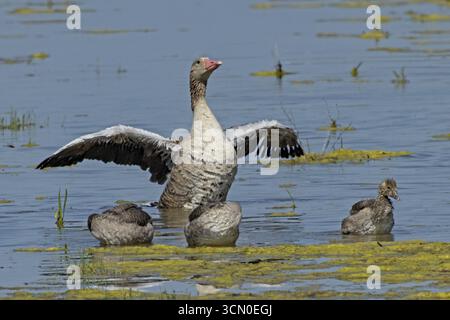 Graugans-Erwachsenenvogel mit offenen Flügeln vor drei Jungvögeln im Wasser stehend von vorne rechts, Neusiedler See, Burgenland, Aust Stockfoto