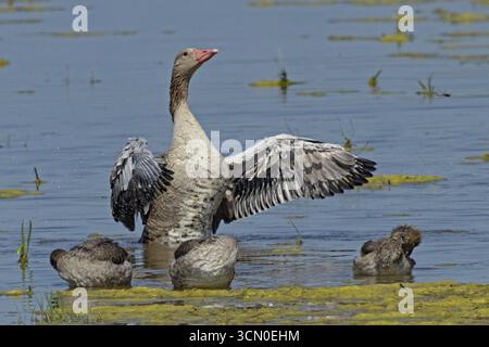 Graugans-Erwachsenenvogel mit offenen Flügeln vor drei Jungvögeln im Wasser stehend von vorne rechts, Neusiedler See, Burgenland, Aust Stockfoto