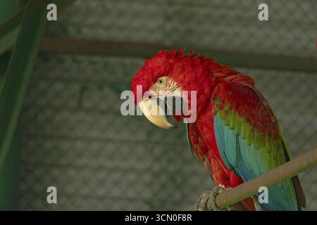 Scharlach-Ara (Ara glaucogularis) mit leuchtend roten Federn auf einem Barsch mit geneigtem Kopf-Dhaka, Bangladesch Stockfoto