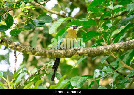Eine Lektion mit seinem wunderschönen Gefieder und dem langen Schwanz. Stockfoto