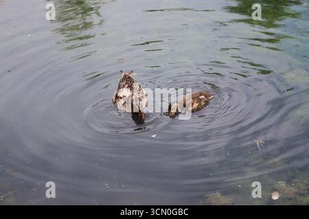 Nahaufnahme Mallard Ente Mutter, Entlein weidet Futter in ruhigen Gewässern des flachen Teichs Stockfoto