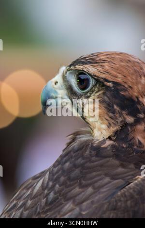 Porträt der schnellsten Kreatur der Erde, des Königs des Himmels, des Wanderfalken. Stockfoto