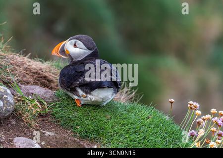 Schottland - Fowlsheugh - Atlantischer Puffin (Fratercula arctica) - hoch oben auf grasbewachsenen Klippen am Meer Stockfoto