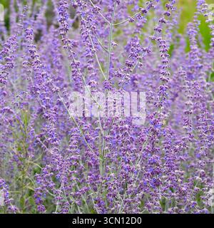 Blaue Sommerblumen von russischem Salbei, Salvia yangii Perowskia 'Little Spire' UK Garden September Stockfoto