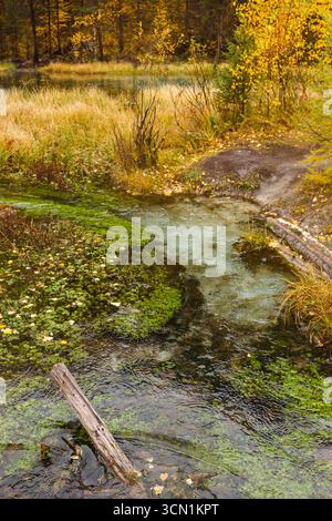 Klarer Bach mit grünen Wasserpflanzen und herbstlichem Gras entlang der Küste, die eine friedliche saisonale Szene schaffen Stockfoto