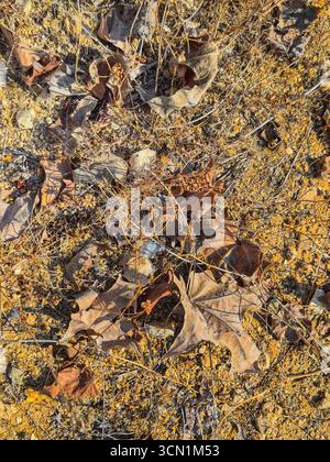 Trockene Herbstblätter, die den Boden in natürlichem Muster bedecken. Stockfoto