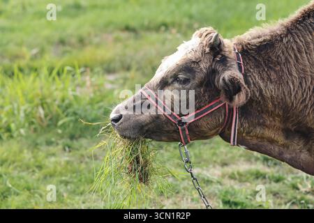 Braune Kuh weidet auf dem Grasfeld. Nutztiere, die frische Weide essen. Landwirtschaft und ländliche Lebensweise. Das Konzept der natürlichen Tierhaltung. Stockfoto