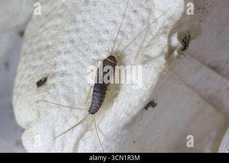 Makrofoto eines grauen Silberfisches (Ctenolepisma longicaudatum) auf einem Papiertuch. Stockfoto