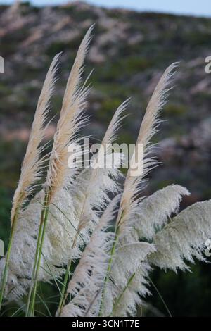 Elegante Pampas-Grasfedern in sanftem Licht durch die malerische Berglandschaft. Bonifacio, Korsika, Frankreich Stockfoto