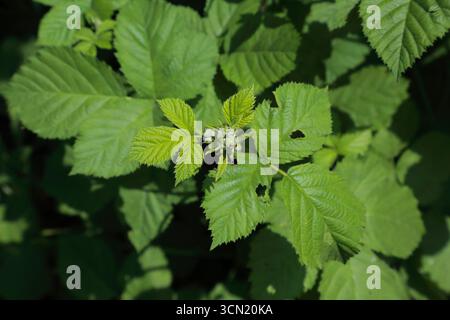 Rubus-fruticosus-Blatt- und Blütenknospen-Cluster im frühen Wachstumsstadium Stockfoto