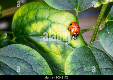 Nahaufnahme eines sieben gefleckten roten Marienkäfers, der auf einem grünen Blatt krabbelt Stockfoto