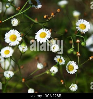 Viele weiße Prärie-fleabane-Blüten auf Stielen in Nahaufnahme Stockfoto