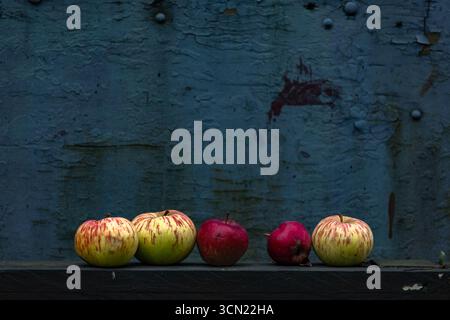 Äpfel, die von einem Baum gefallen sind, sind auf einer Holzbank angeordnet, rote und gelbe Äpfel vor dem Hintergrund eines alten Holzschuppen. Stockfoto