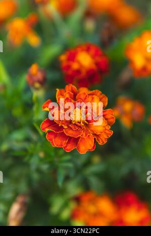 Nahaufnahme von Orangenblüten von Tagetes patula Stockfoto