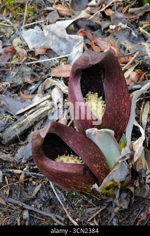 Als eine der ersten Wildblumen blüht der übel riechende Stinkkohl in feuchten Feuchtgebieten. Stockfoto