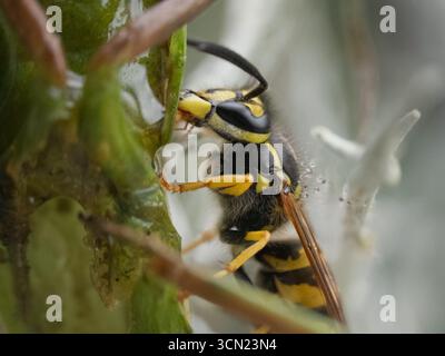 MakroNahaufnahme der Wespenfütterung mit Reflexion und Marienkäfer Stockfoto