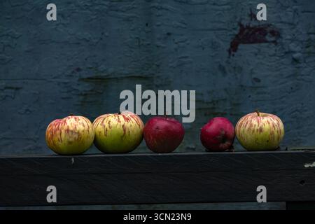Äpfel, die von einem Baum gefallen sind, sind auf einer Holzbank angeordnet, rote und gelbe Äpfel vor dem Hintergrund eines alten Holzschuppen. Stockfoto