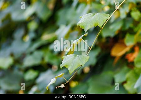 Frische Weinrebe in natürlichem Sonnenlicht, isoliert auf weichem grünem Bokeh-Hintergrund, geeignet für Garten- oder Landwirtschaftsthemen. Stockfoto