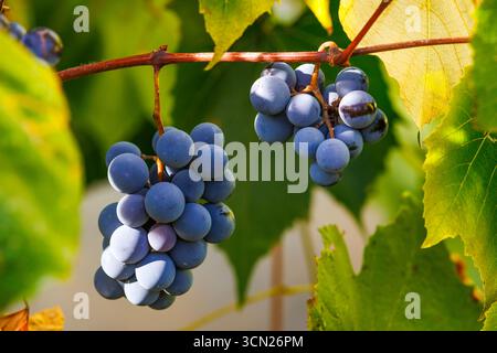 Reife blaue Trauben hängen in der Herbstsonne an der Weinrebe. Nahaufnahme reifer blauer Trauben auf Weinberg, Symbol der Herbstlese und Weinbereitung. Stockfoto