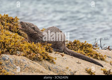 Vereinigtes Königreich - Isle of Mull - Eurasischer Otter (Lutra lutra) - glattes Fell auf mit Seetang übersätem Granit neben grauem Gezeitenwasser Stockfoto
