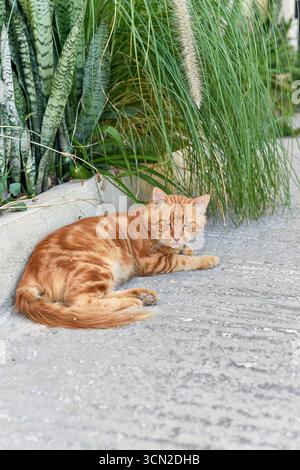 Eine hübsche Ginger Tabby Straßenkatze liegt bequem auf einer gepflasterten Oberfläche neben üppig grünen Pflanzen. Dieser Schnappschuss aus Malta fängt das ruhige Verhalten der wilden Katzen der Inseln ein. Stockfoto