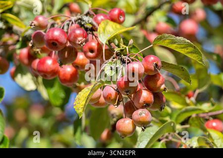 Europäische Krabbenäpfel (Malus sylvestris) am Ast Stockfoto