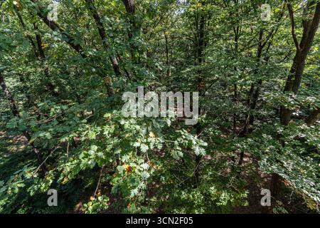 Wald von den Baumkronen aus gesehen Stockfoto