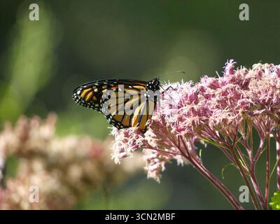 Ein Monarchfalter (Danaus plexippus) ruht auf rosa Büscheln von Joe-Pye-Kraut (Eutrochium purpureum) in einem Septembergarten Stockfoto