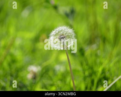 Ein einzelner, perfekter flauschiger weißer Löwenzahnblütenkopf (Taraxacum officinale) vor einem lebendigen grünen verschwommenen Hintergrund Stockfoto