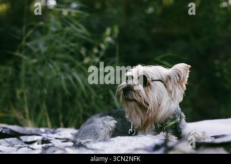 Stylischer Yorkshire Terrier mit Sonnenbrille im Freien. Niedlicher kleiner Hund mit langen, seidenen Haaren, selbstbewusstem Look und charmanter Pose. Perfektes Haustier-Porträt wi Stockfoto
