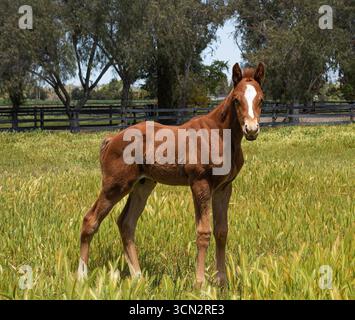 Porträt eines Pferdes auf einer Ranch Stockfoto